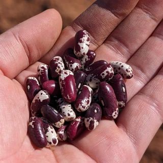 Jacob's Cattle Baking Bean Thumbnail